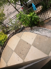 Ctenosaura pectinata