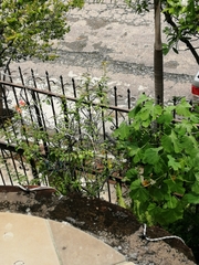 Ctenosaura pectinata