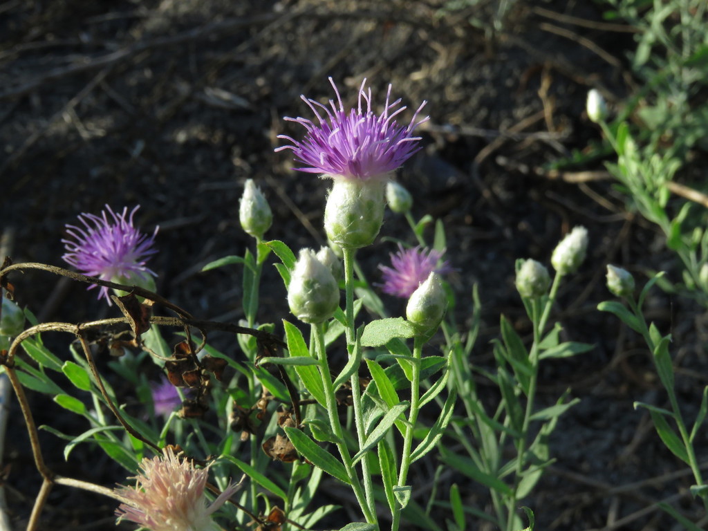 Russian knapweed from Ballona Wetlands Ecological Reserve on September ...