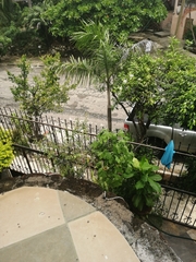 Ctenosaura pectinata