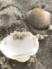 Anadara brasiliana