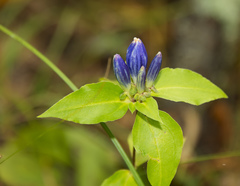 Gentiana austromontana
