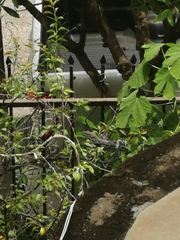 Ctenosaura pectinata