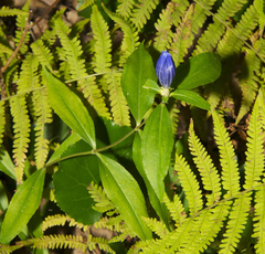 Gentiana austromontana