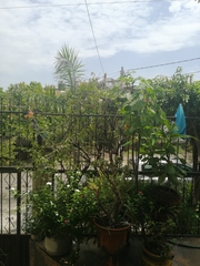 Ctenosaura pectinata