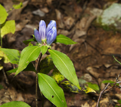 Gentiana austromontana