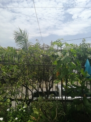 Ctenosaura pectinata