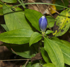 Gentiana austromontana