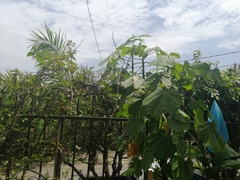 Ctenosaura pectinata