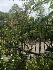 Ctenosaura pectinata