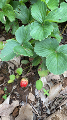 Fragaria × ananassa