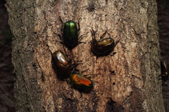 Pseudotorynorrhina japonica