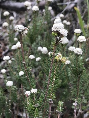 Phylica selaginoides