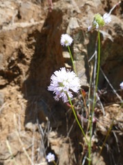 Gilia capitata capitata