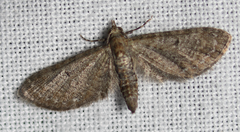 Eupithecia satyrata