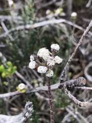 Phylica selaginoides