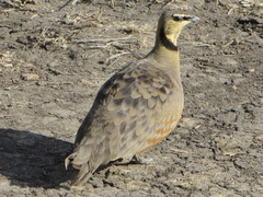 Pterocles gutturalis