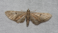 Eupithecia perfusca