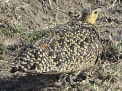 Pterocles gutturalis