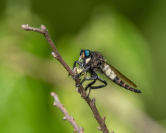 Promachus painteri
