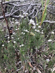 Phylica selaginoides