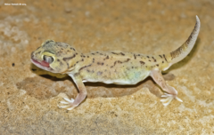 Small-Scaled Wonder Gecko photo 3