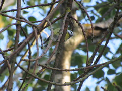 Cyanistes caeruleus