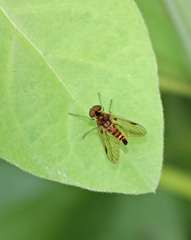 Chrysopilus fasciatus