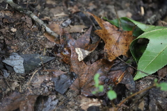 Parallelia bistriaris