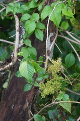 Eriophyes rhoinus