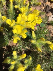 Lotononis involucrata