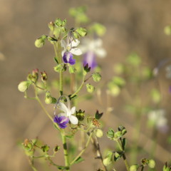 Trichostema arizonicum