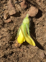Lotononis involucrata