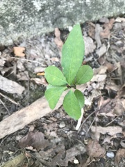 Magnoliopsida