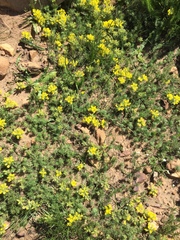 Lotononis involucrata