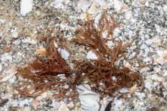 Sarcodiotheca