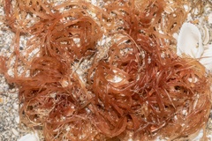 Sarcodiotheca