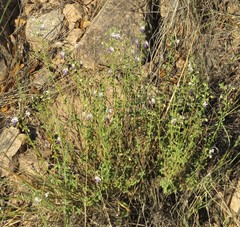 Trichostema arizonicum