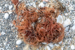 Sarcodiotheca