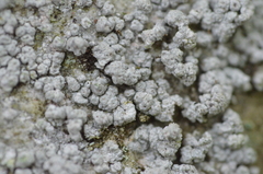 Pertusaria plittiana