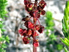 Rumex cordatus