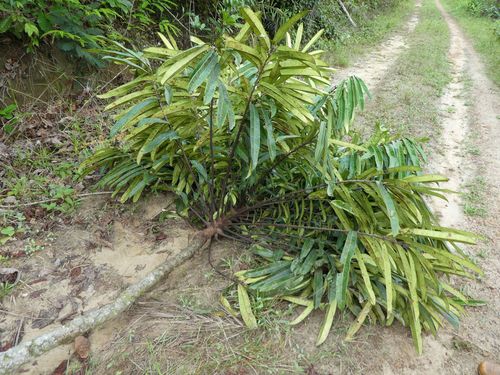 African White Mahogany (Turraeanthus africanus)