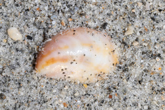 Crepidula fornicata image