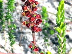 Rumex cordatus