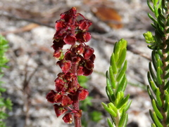 Rumex cordatus