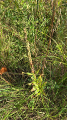 Veronicastrum virginicum