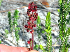 Rumex cordatus