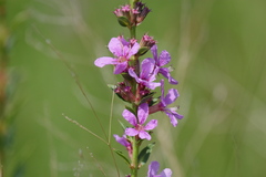 Lythrum salicaria