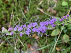 Liatris virgata