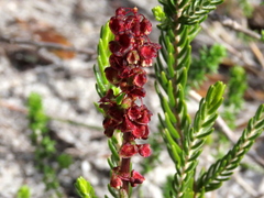 Rumex cordatus